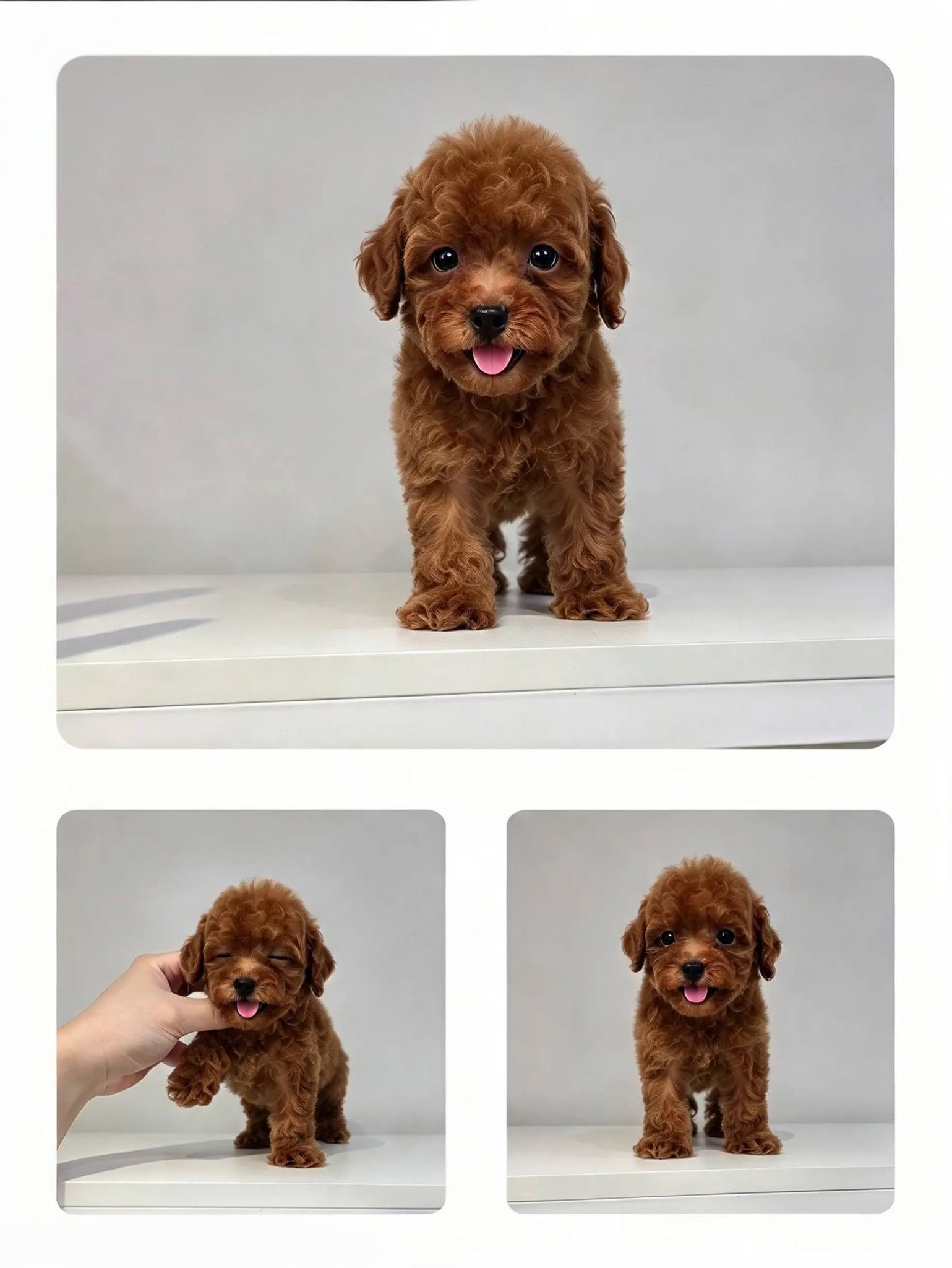 LK PET SHOP 5