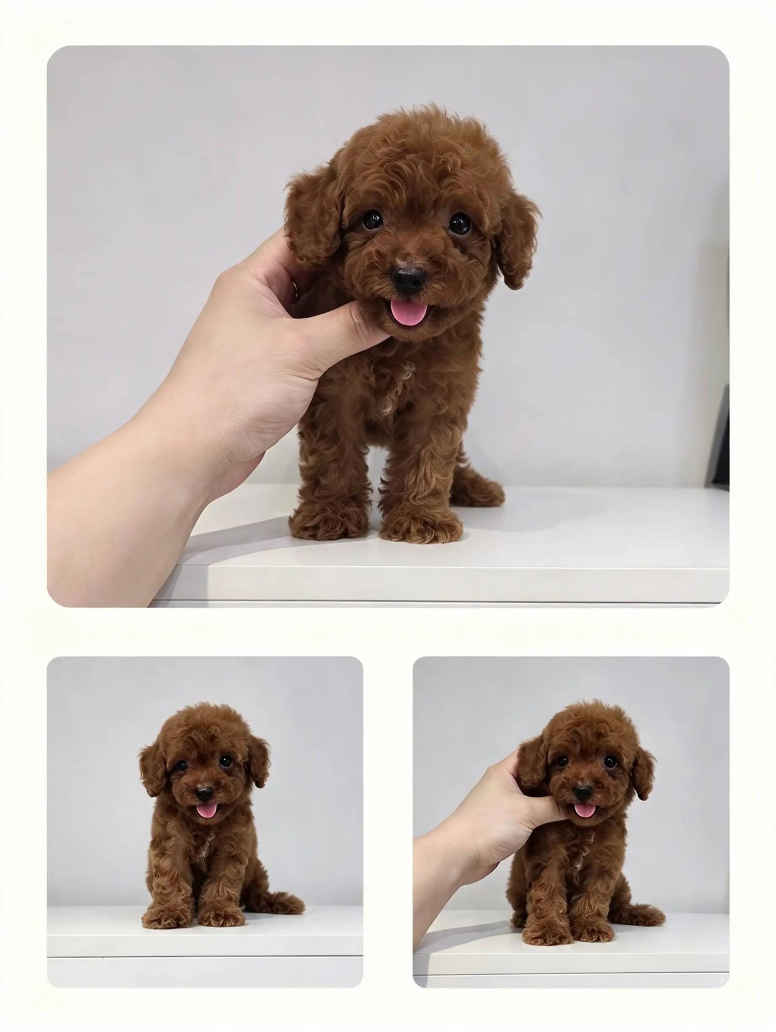 LK PET SHOP 6
