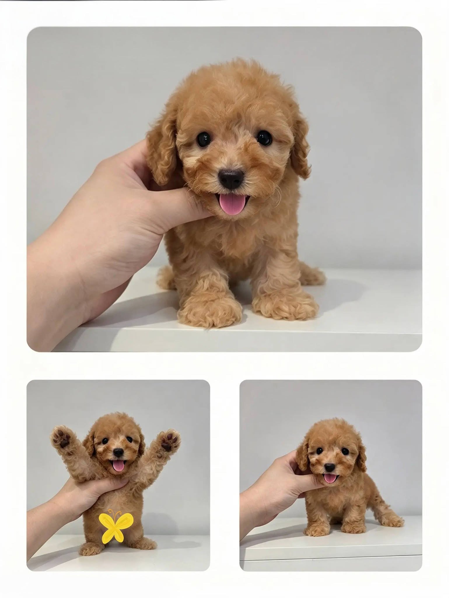 LK PET SHOP 8