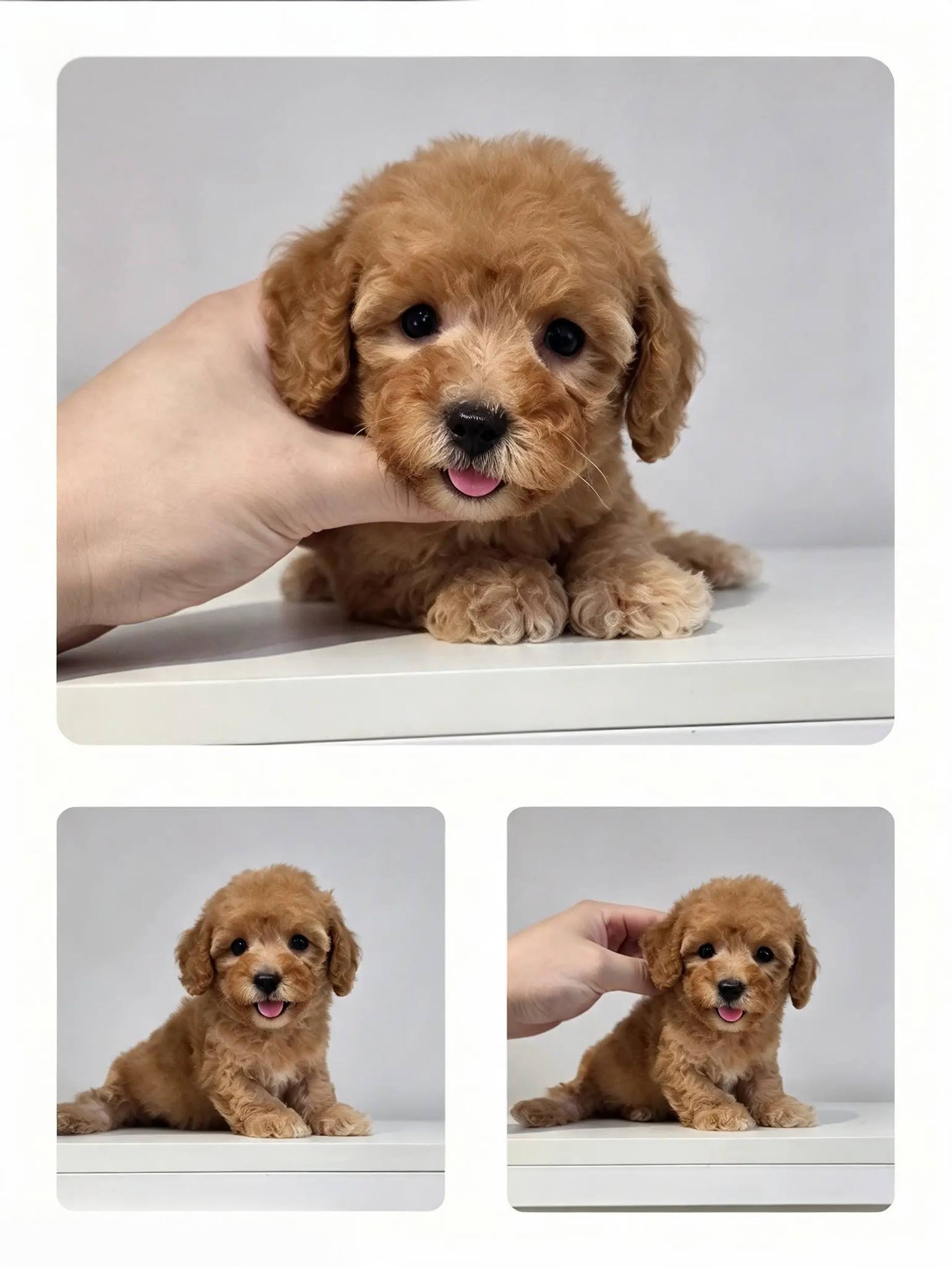 LK PET SHOP 9