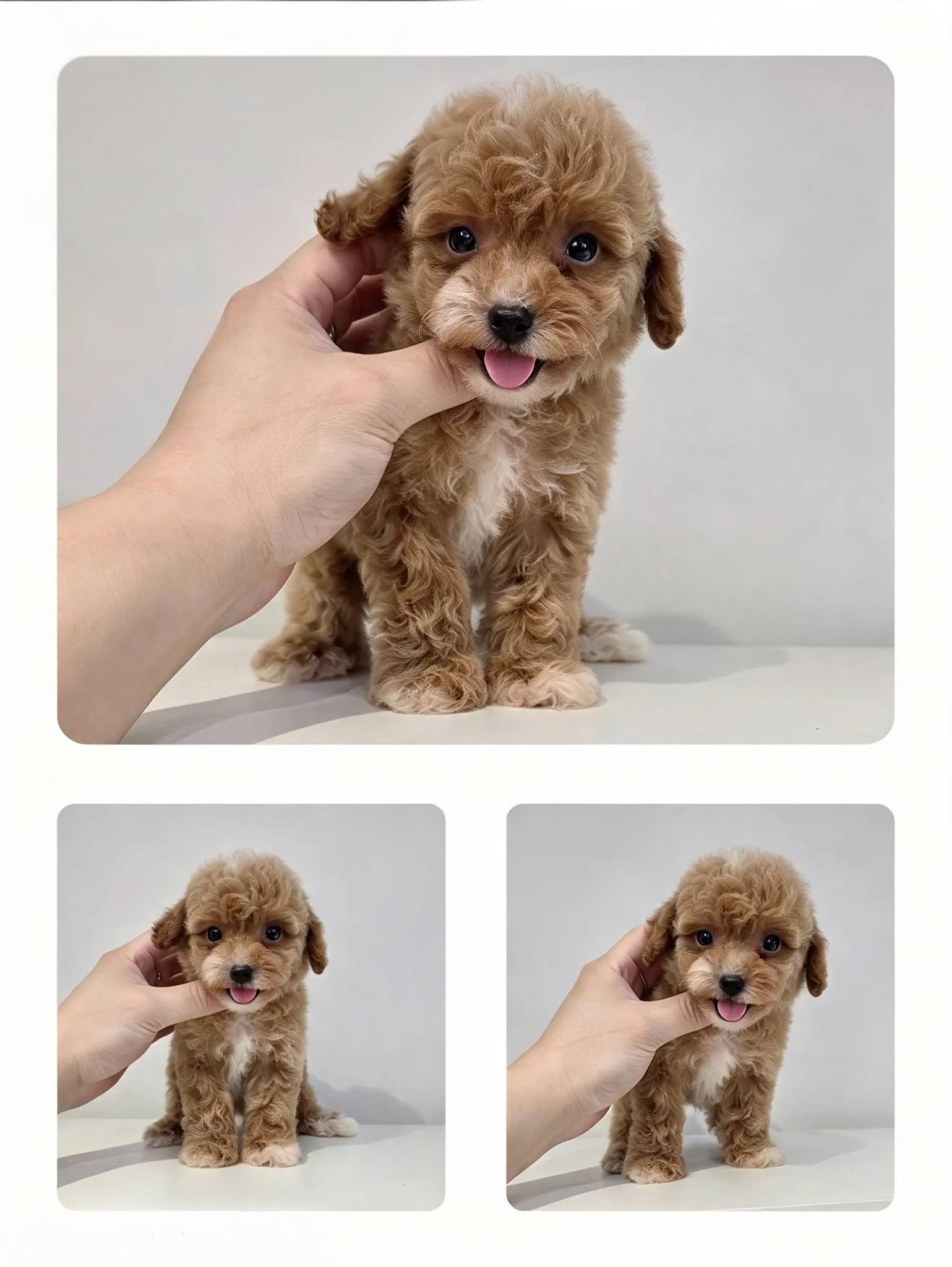 LK PET SHOP 10